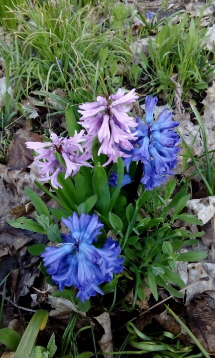 В Днепре ботанический сад 8 апреля будет открыт для посещений