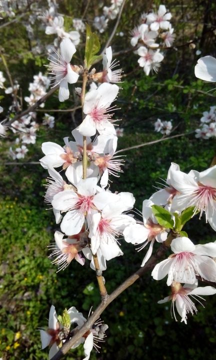 В Днепре ботанический сад 8 апреля будет открыт для посещений