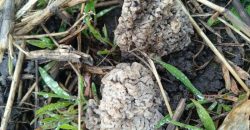На Дніпропетровщині виявили червонокнижні гриби - рис. 1