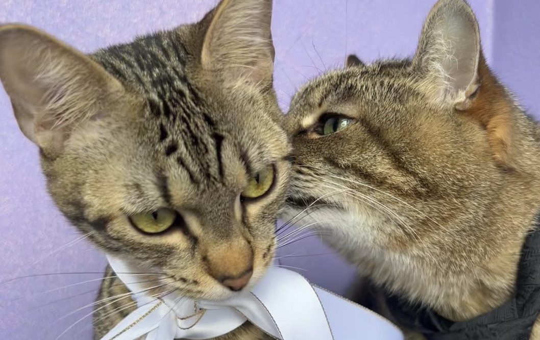 Кіт Степан з Харківщини зроби пропозицію лапки та серця своїй коханій