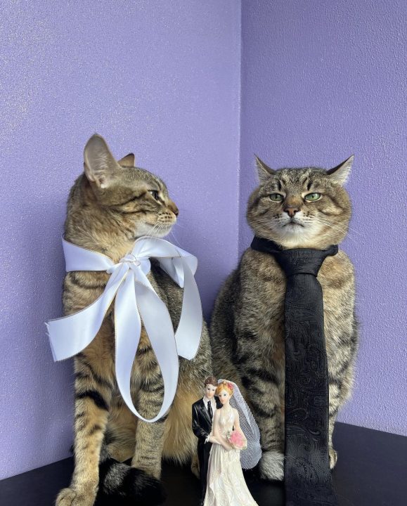 Кіт Степан з Харківщини зробив пропозицію лапки та серця своїй коханій - рис. 1