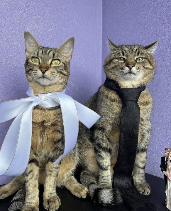 Кіт Степан з Харківщини зробив пропозицію лапки та серця своїй коханій - рис. 2