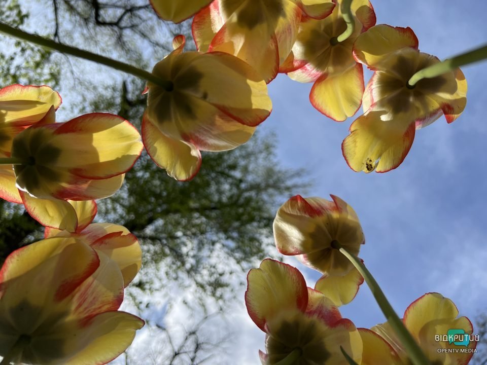 Дніпро квітучій: у центрі міста цвітуть різнобарвні тюльпани (Фото) - рис. 4