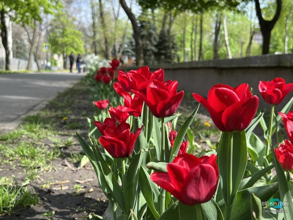 Днепр цветущий: в центре города распустились разноцветные тюльпаны (фото) - рис. 5