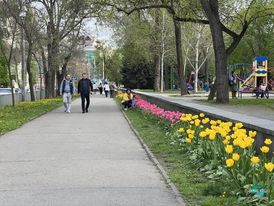Дніпро квітучій: у центрі міста цвітуть різнобарвні тюльпани (Фото) - рис. 10