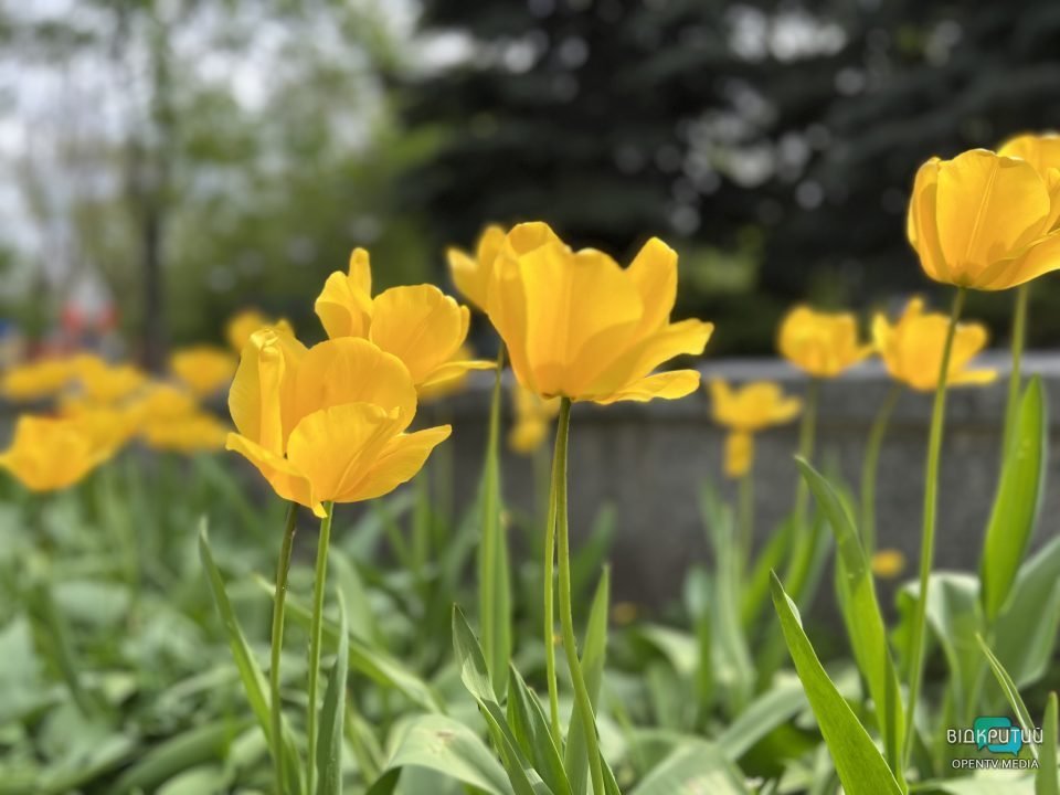 Днепр цветущий: в центре города распустились разноцветные тюльпаны (фото) - рис. 7