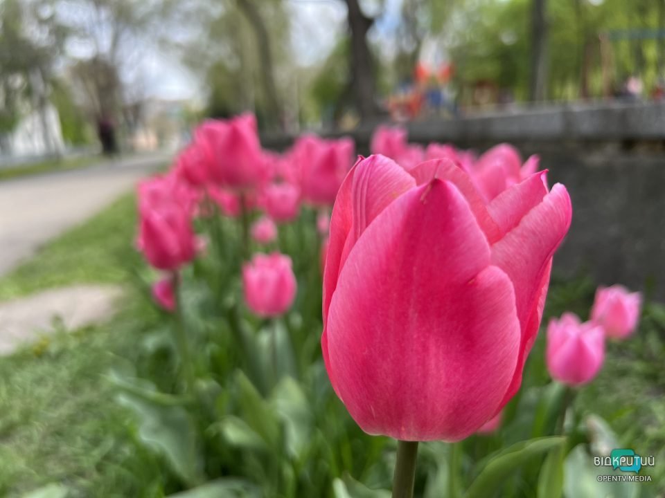 Дніпро квітучій: у центрі міста цвітуть різнобарвні тюльпани (Фото) - рис. 6