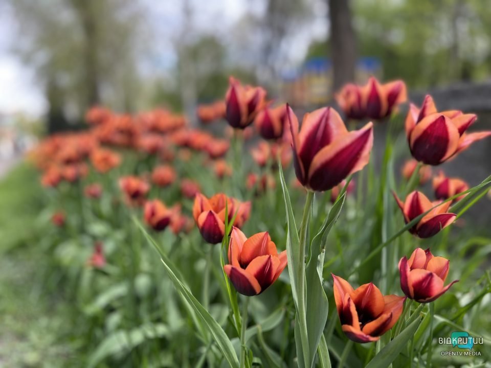 Дніпро квітучій: у центрі міста цвітуть різнобарвні тюльпани (Фото) - рис. 2