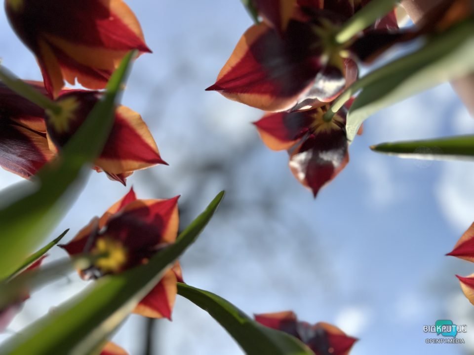 Днепр цветущий: в центре города распустились разноцветные тюльпаны (фото) - рис. 9