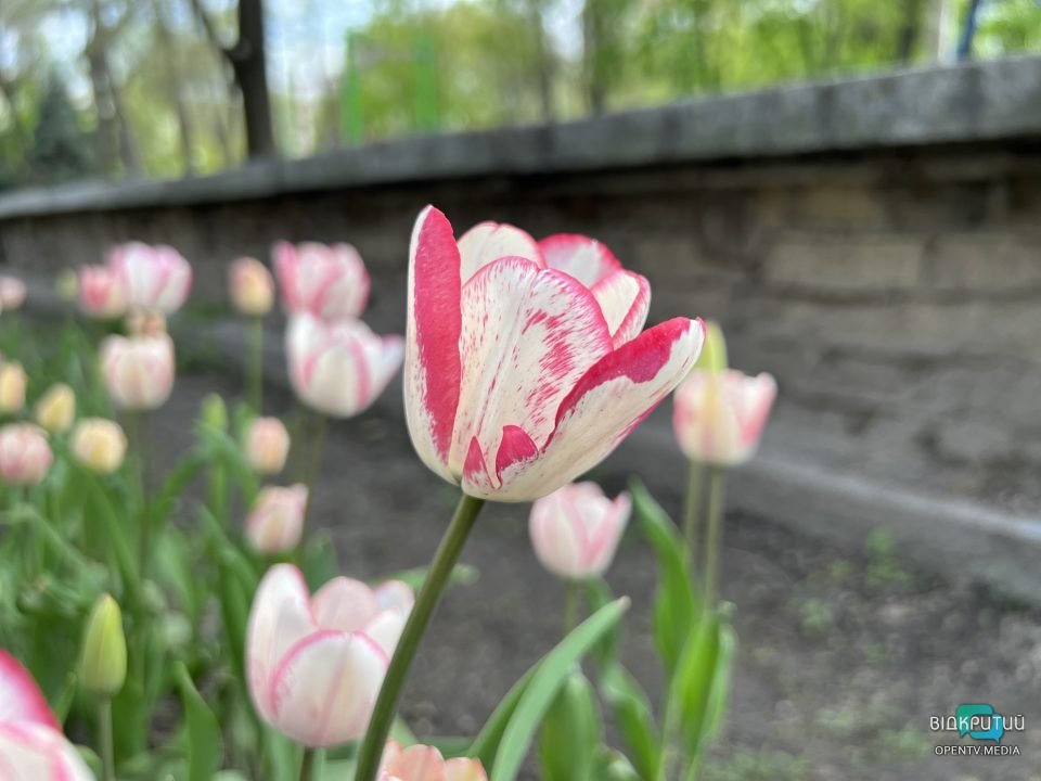 Дніпро квітучій: у центрі міста цвітуть різнобарвні тюльпани (Фото) - рис. 11