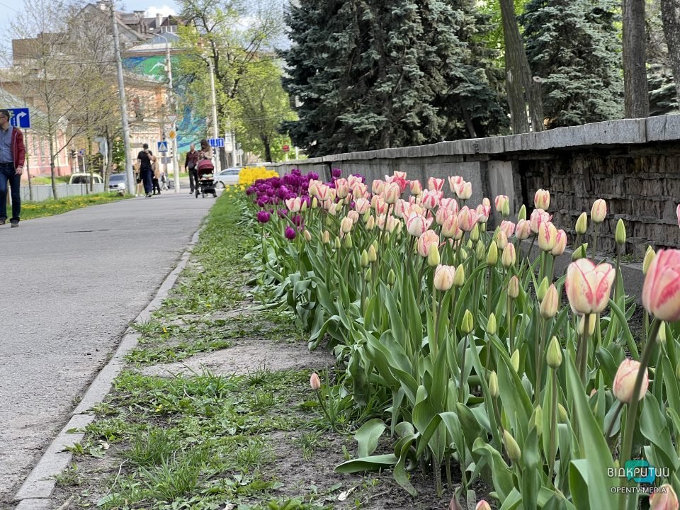 Дніпро квітучій: у центрі міста цвітуть різнобарвні тюльпани (Фото) - рис. 14