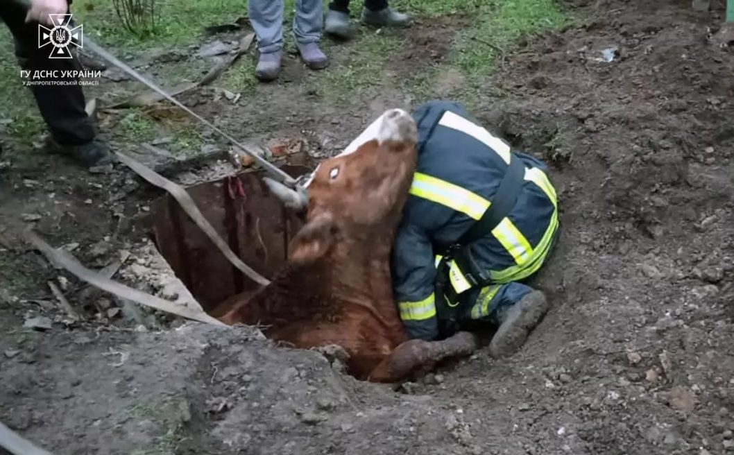У Кривому Розі врятували корову, яка провалилася у двометровий колодязь - рис. 2