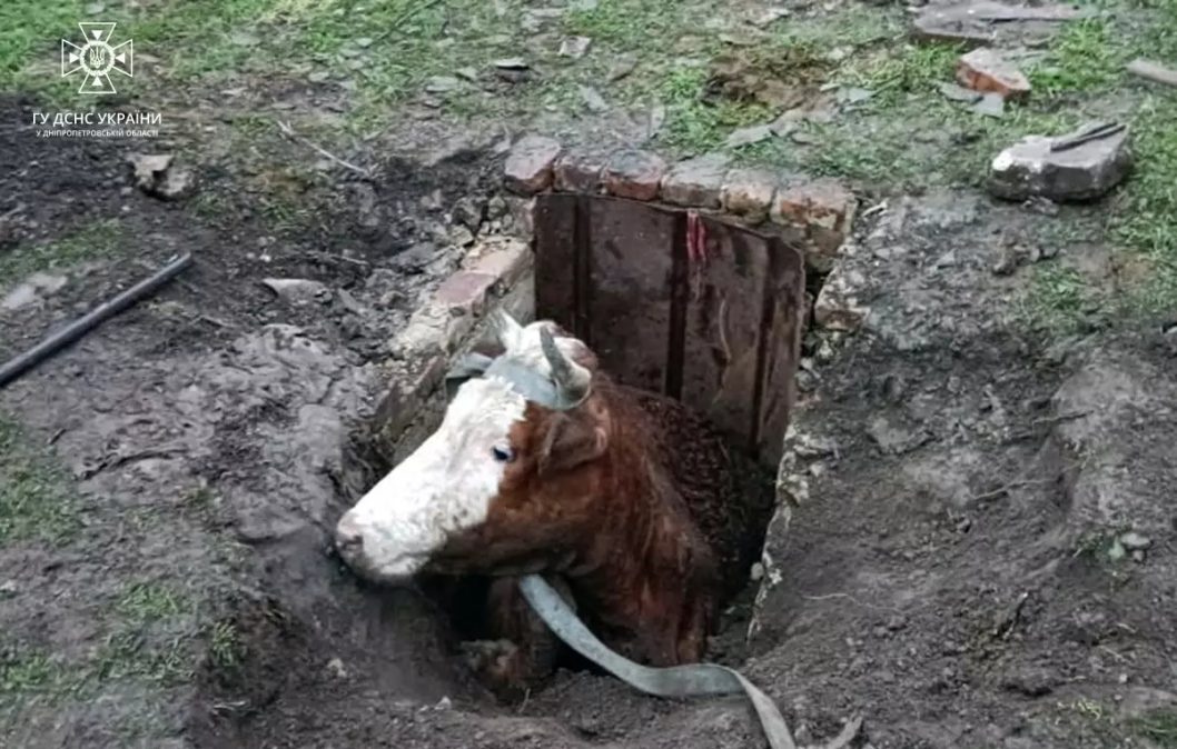 В Кривом Роге спасли корову, провалившуюся в двухметровый колодец - рис. 1