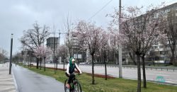 На Набережній Перемоги у Дніпрі розцвіли сакури (Фото)