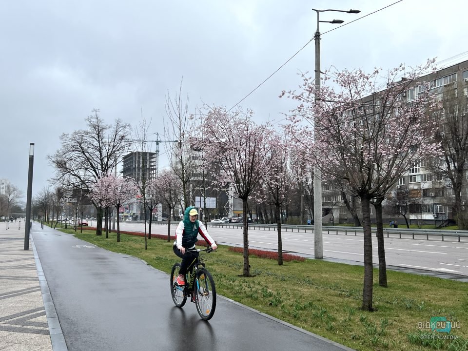 На Набережній Перемоги у Дніпрі розцвіли сакури (Фото)