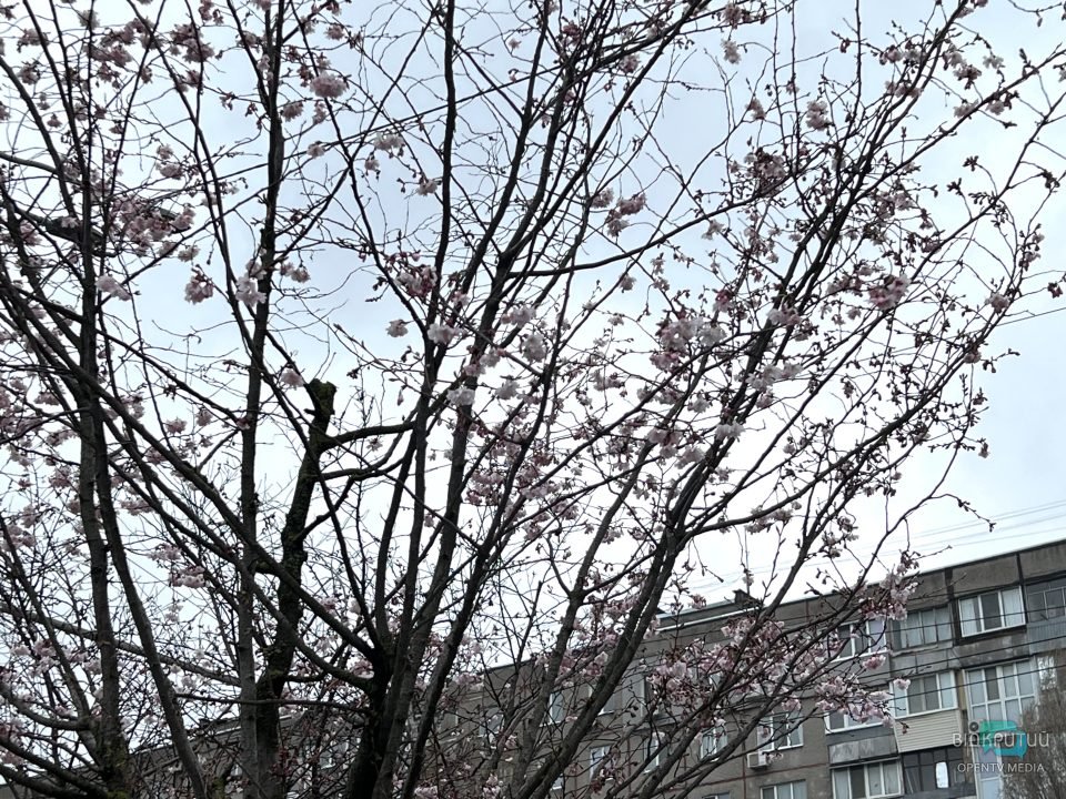На Набережній Перемоги у Дніпрі розцвіли сакури (Фото) - рис. 1