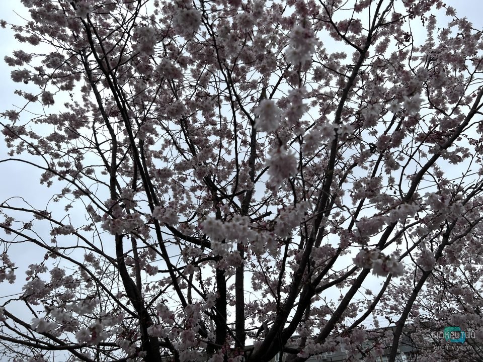 На Набережній Перемоги у Дніпрі розцвіли сакури (Фото) - рис. 2