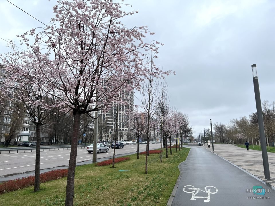 На Набережній Перемоги у Дніпрі розцвіли сакури (Фото) - рис. 3