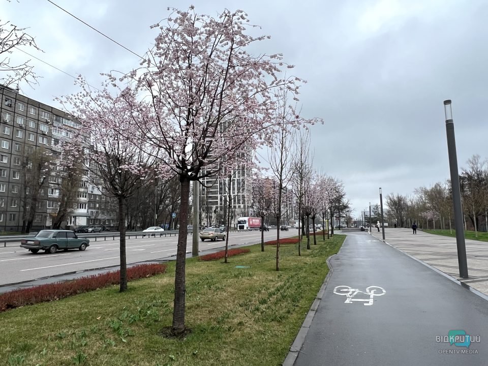 На Набережній Перемоги у Дніпрі розцвіли сакури (Фото) - рис. 10