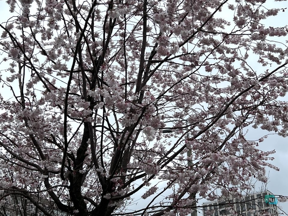 На Набережній Перемоги у Дніпрі розцвіли сакури (Фото) - рис. 6