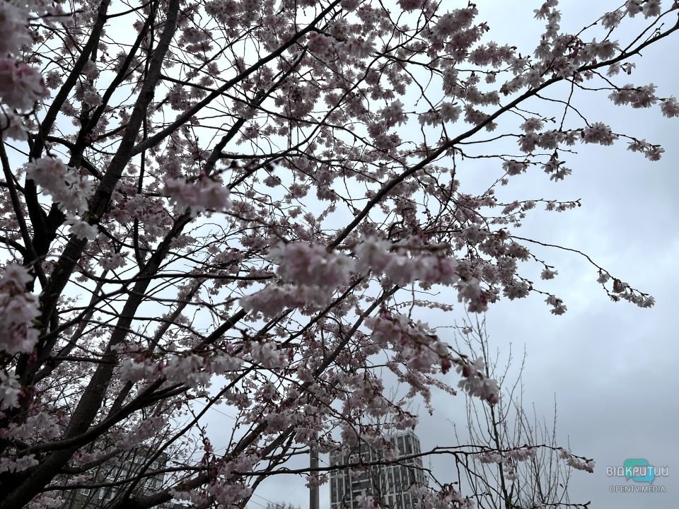 На Набережній Перемоги у Дніпрі розцвіли сакури (Фото) - рис. 8