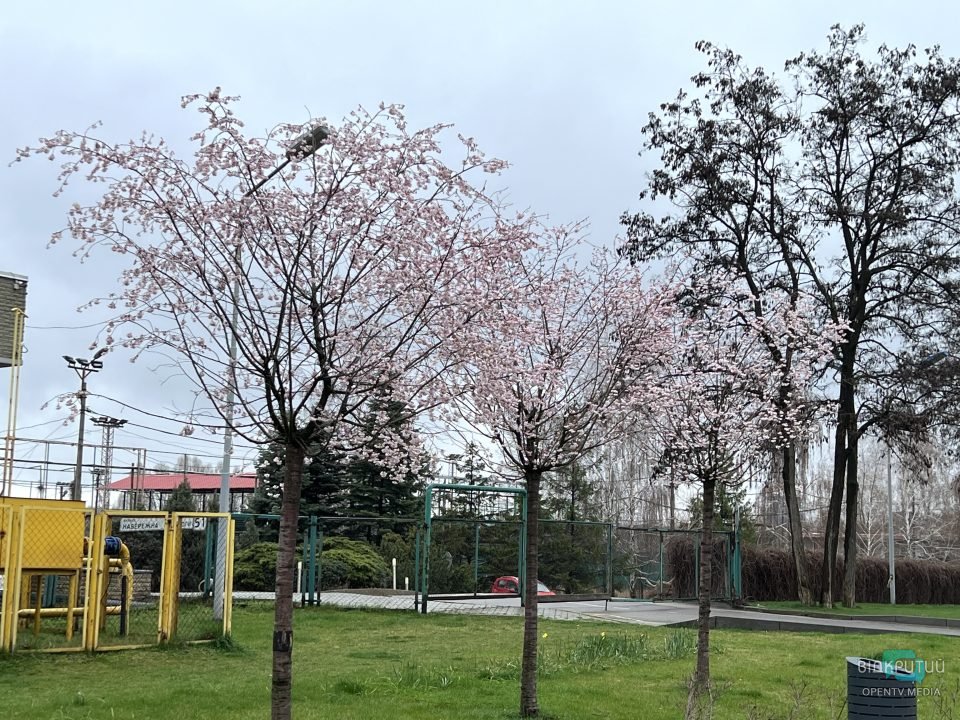 На Набережній Перемоги у Дніпрі розцвіли сакури (Фото) - рис. 7