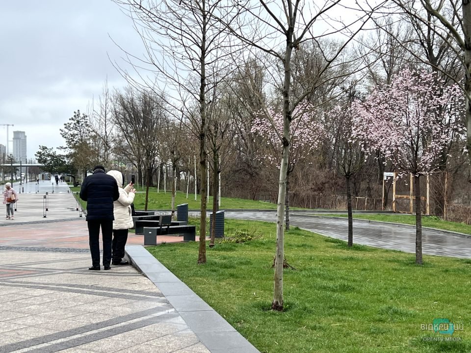 На Набережній Перемоги у Дніпрі розцвіли сакури (Фото) - рис. 9