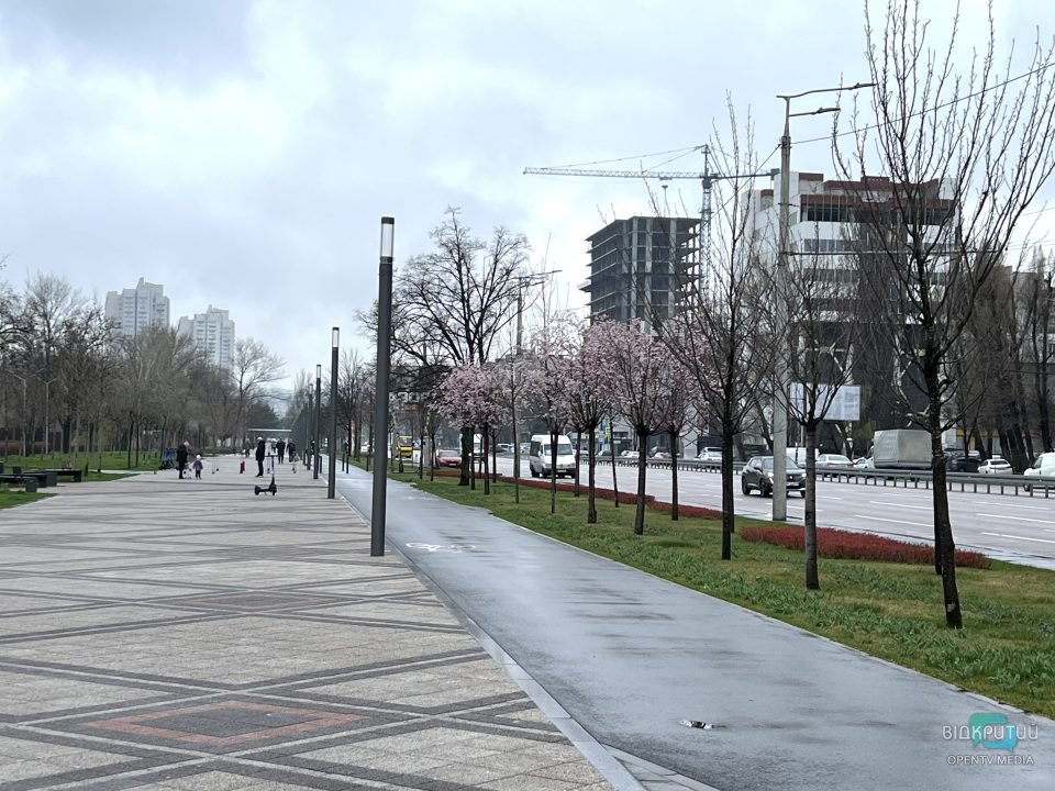 На Набережній Перемоги у Дніпрі розцвіли сакури (Фото) - рис. 5