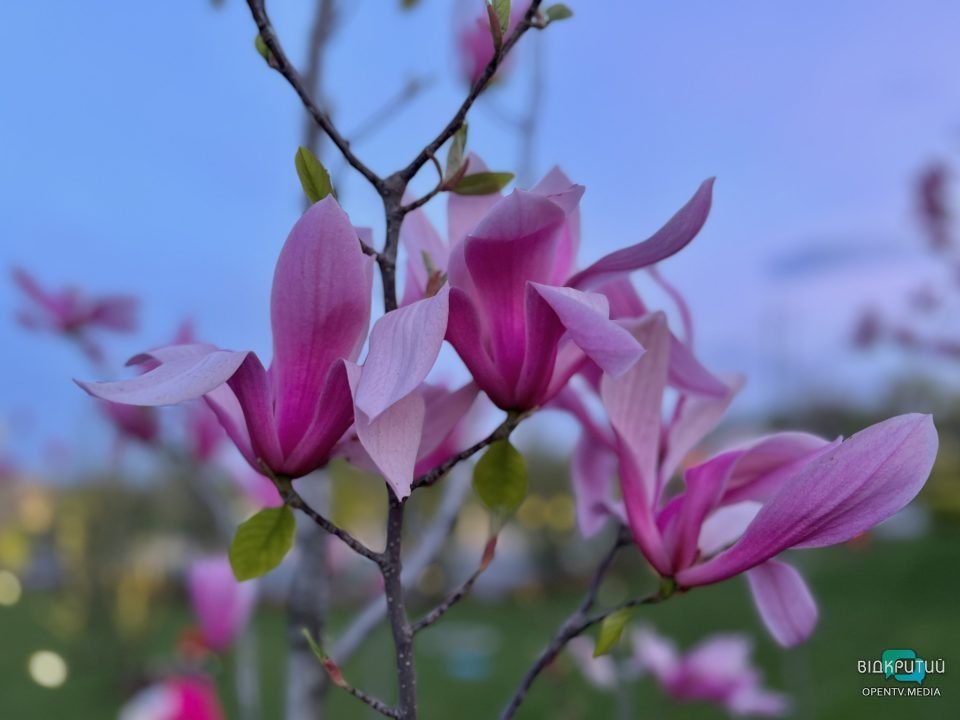 Хай буде весна: у Дніпрі на Набережній Перемоги розцвіли тюльпани та магнолії (Фото) - рис. 1