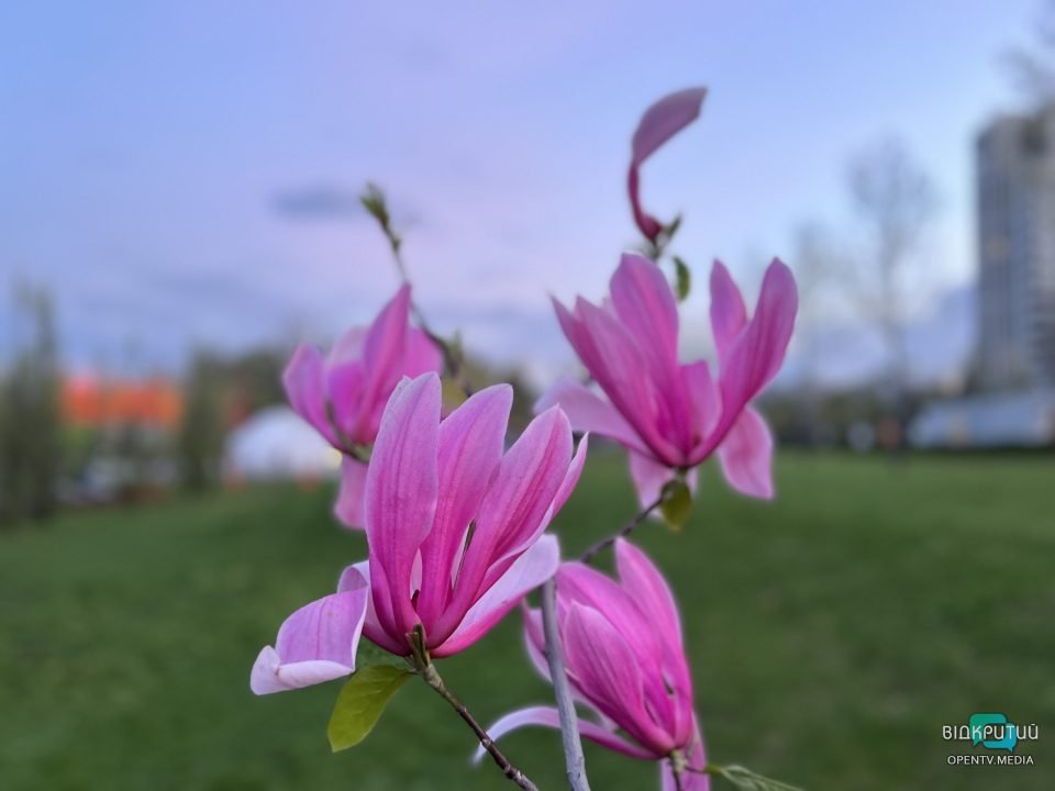 Хай буде весна: у Дніпрі на Набережній Перемоги розцвіли тюльпани та магнолії (Фото) - рис. 3