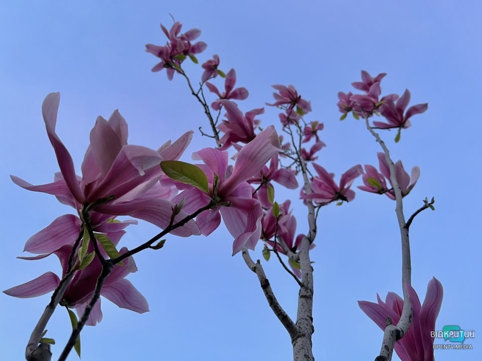 Хай буде весна: у Дніпрі на Набережній Перемоги розцвіли тюльпани та магнолії (Фото) - рис. 2