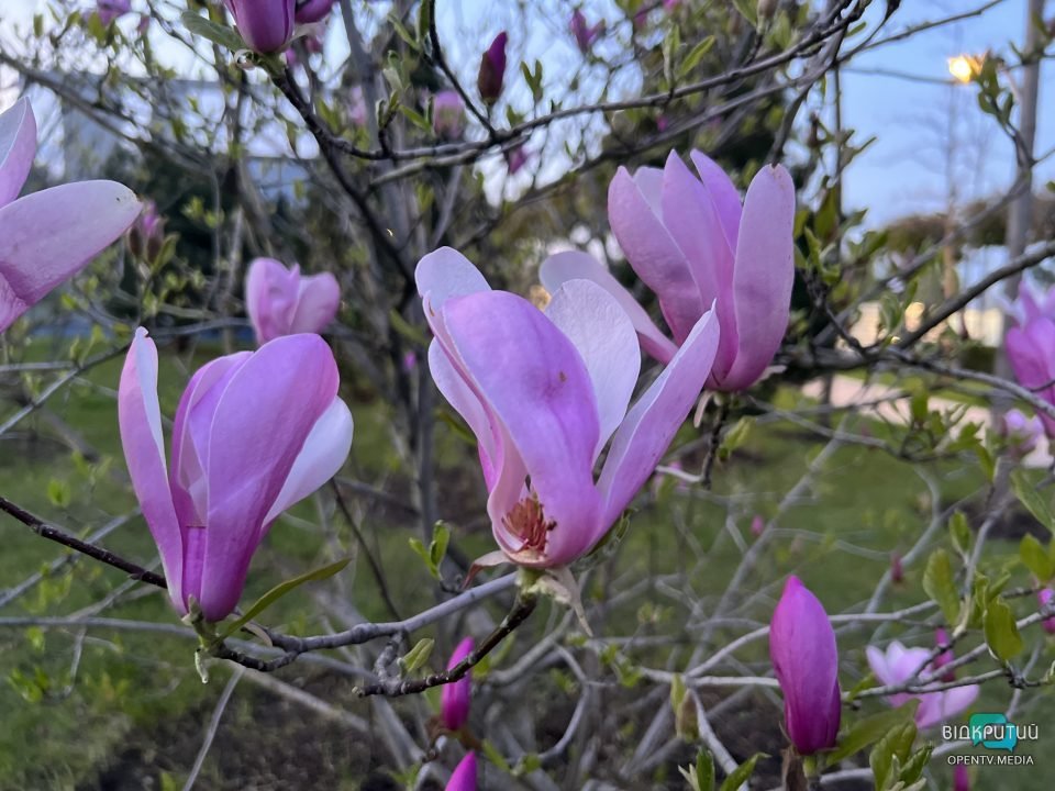 Хай буде весна: у Дніпрі на Набережній Перемоги розцвіли тюльпани та магнолії (Фото) - рис. 4