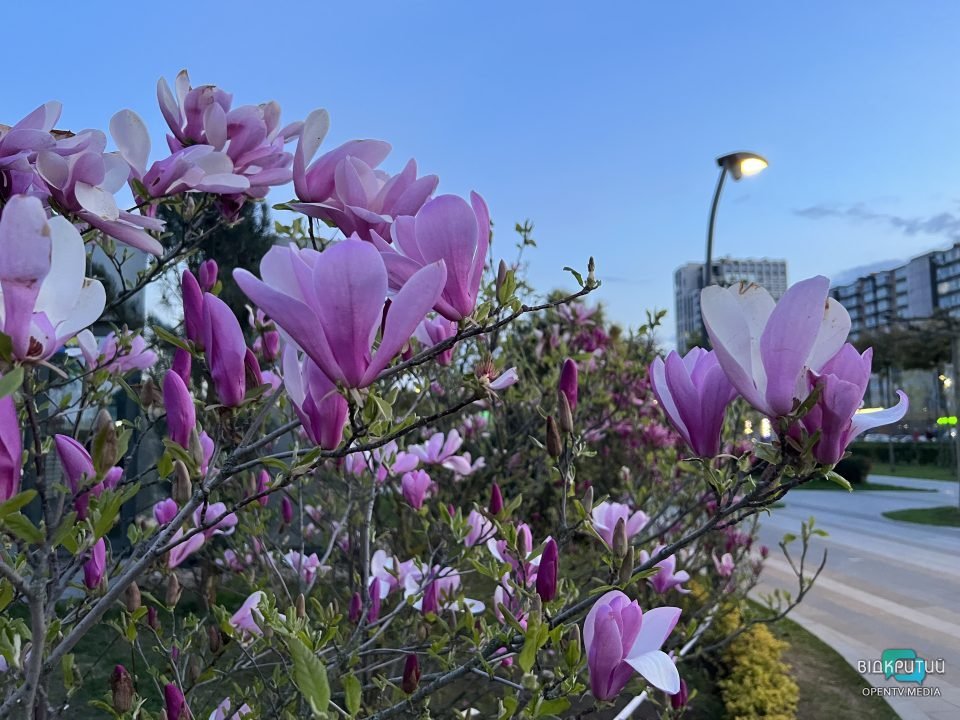 Хай буде весна: у Дніпрі на Набережній Перемоги розцвіли тюльпани та магнолії (Фото) - рис. 5