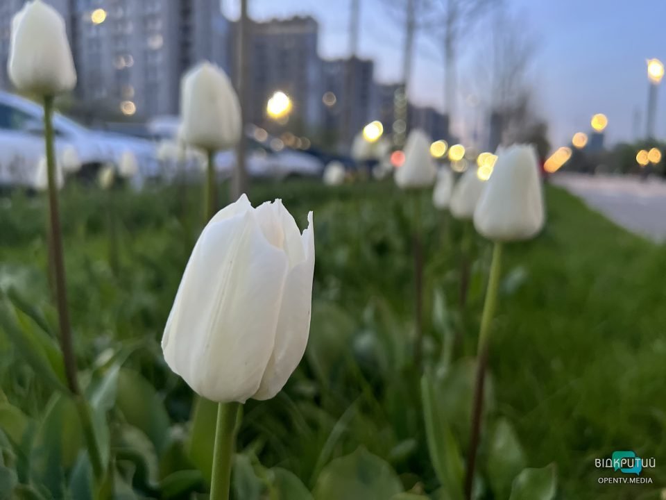 Хай буде весна: у Дніпрі на Набережній Перемоги розцвіли тюльпани та магнолії (Фото) - рис. 11