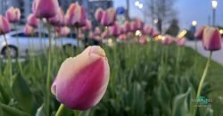 Хай буде весна: у Дніпрі на Набережній Перемоги розцвіли тюльпани та магнолії (Фото)