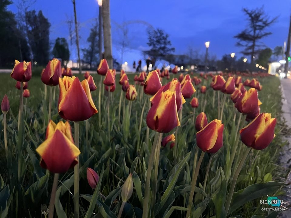 Хай буде весна: у Дніпрі на Набережній Перемоги розцвіли тюльпани та магнолії (Фото) - рис. 13