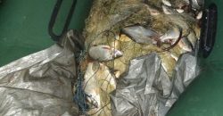 На Кам'янському водосховищі браконьєри виловили риби майже на 210 тисяч гривень - рис. 11