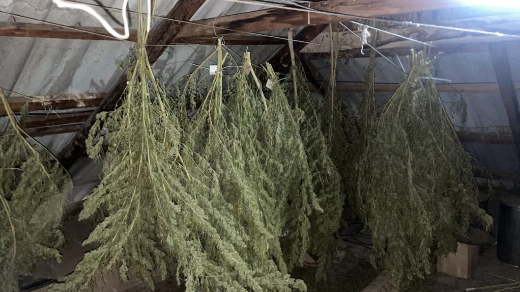 В Синельниковском районе полиция изъяла около 12 кг марихуаны