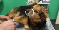 Куля застрягла в хребті: у Дніпрі рятують поранену собаку