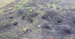 Фотозона поки що скасовується: вандали вкрали з парку у Дніпрі свіжовисаджені рослини - рис. 12