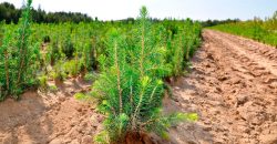 На Днепропетровщине работники лесхоза высадили 19 гектаров леса - рис. 13