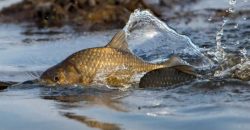 На Дніпропетровщині ввели нерестові обмеження на вилов риби