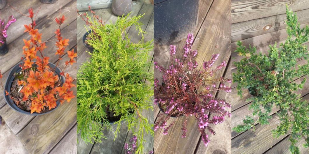 У Дніпрі обирають найкрасивішу клумбу міста