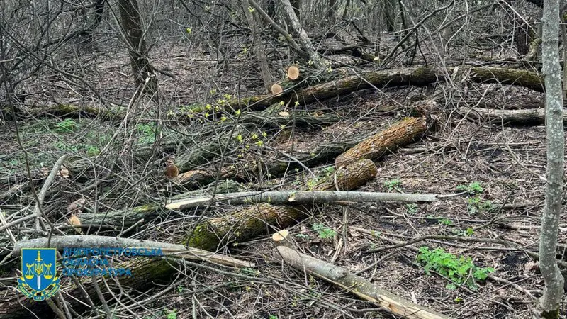 «Черных лесорубов» осудили в Туапсе