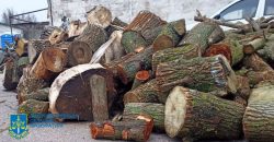 На Дніпропетровщині «чорні лісоруби» нанесли збитків на 200 000 гривень