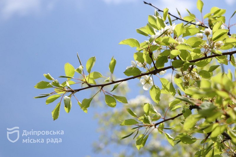 Алея із гібіскусу та прибирання території: як озеленюють та прибирають Дніпро