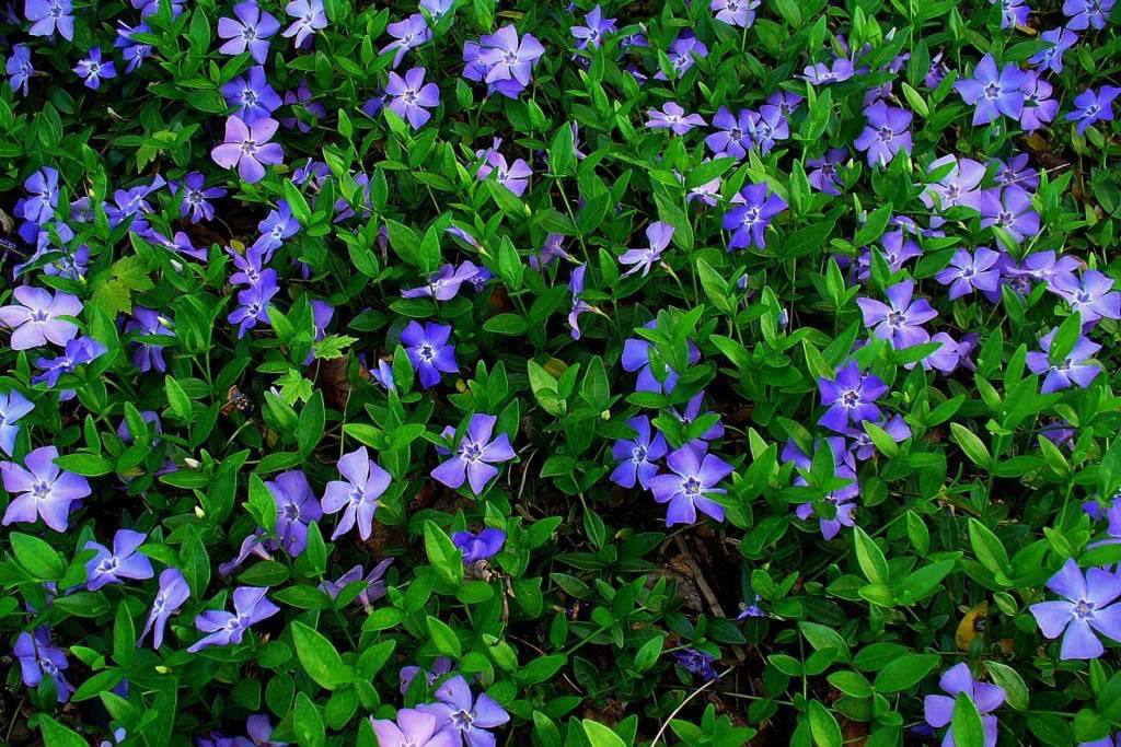 Тепло та ясно: якою буде погода у Дніпрі 24 квітня