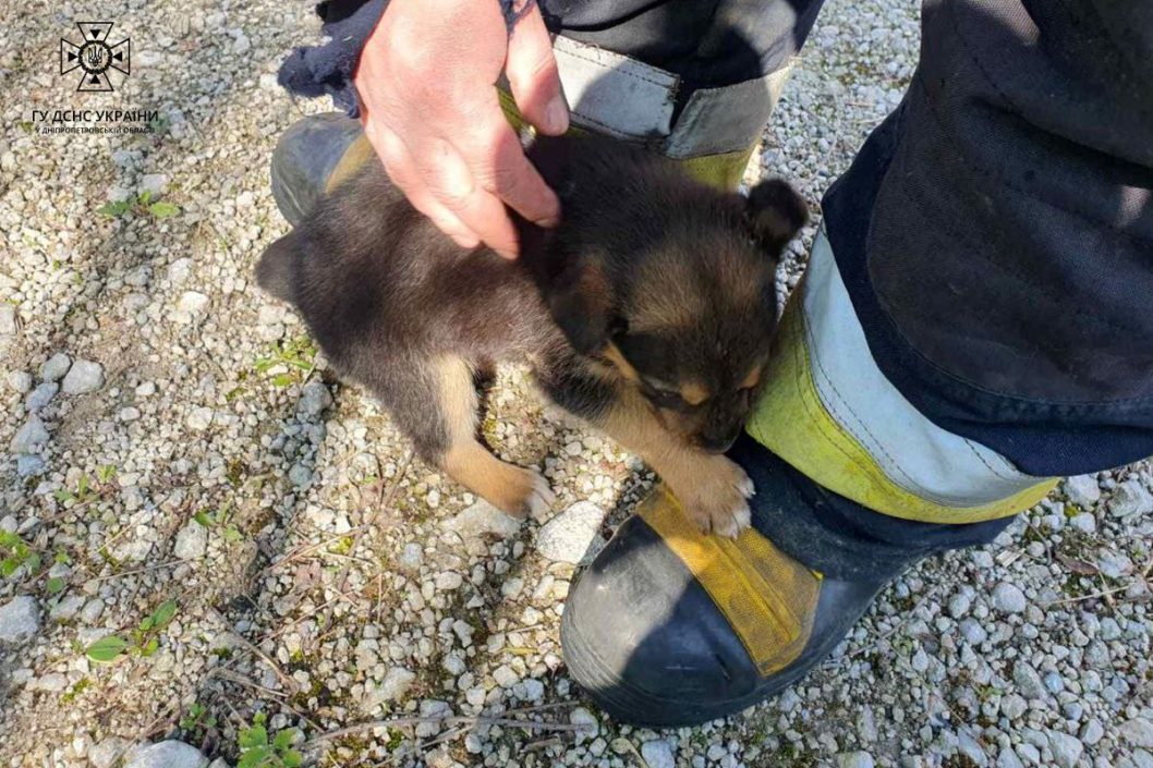 Розміром з долоню: у Дніпрі врятували цуцика