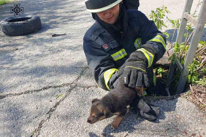 У Дніпрі врятували цуцика, що впав в колодязь - рис. 1