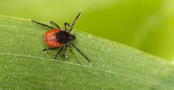 На Дніпропетровщині цьогоріч зафіксували 8 випадків хвороби Лайма: як уберегтися